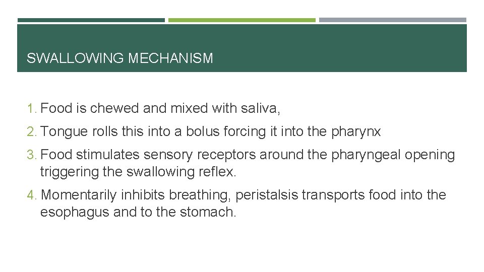 SWALLOWING MECHANISM 1. Food is chewed and mixed with saliva, 2. Tongue rolls this