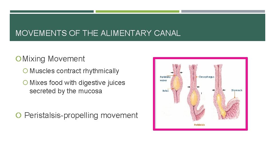 MOVEMENTS OF THE ALIMENTARY CANAL Mixing Movement Muscles contract rhythmically Mixes food with digestive