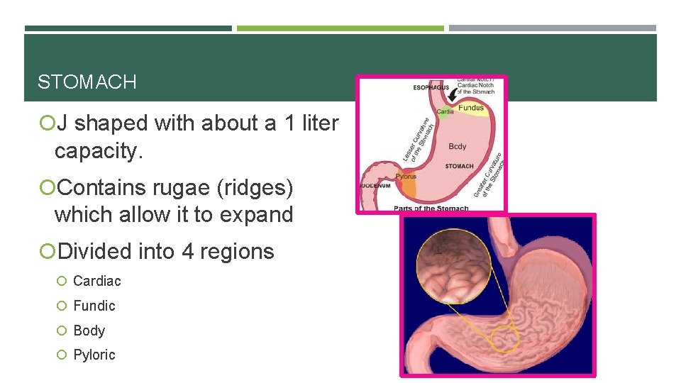 STOMACH J shaped with about a 1 liter capacity. Contains rugae (ridges) which allow