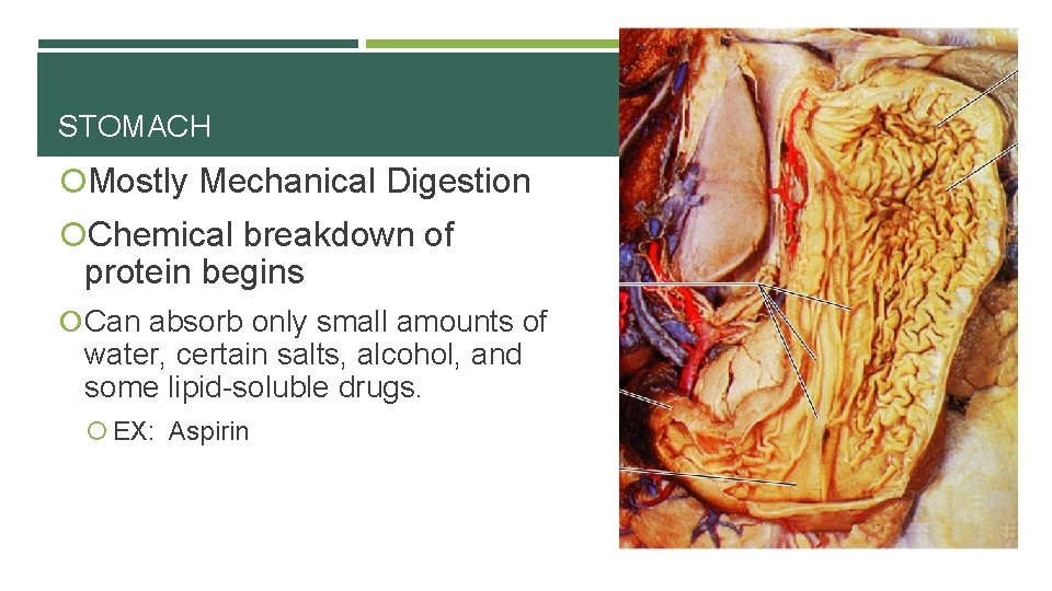 STOMACH Mostly Mechanical Digestion Chemical breakdown of protein begins Can absorb only small amounts