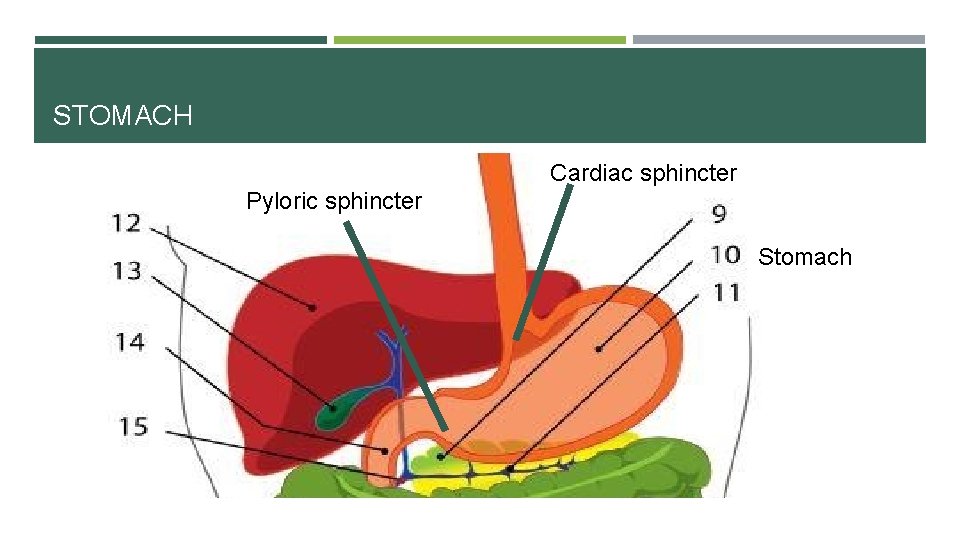 STOMACH Cardiac sphincter Pyloric sphincter Stomach 