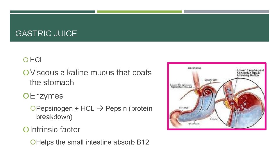 GASTRIC JUICE HCl Viscous alkaline mucus that coats the stomach Enzymes Pepsinogen + HCL