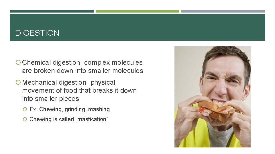 DIGESTION Chemical digestion- complex molecules are broken down into smaller molecules Mechanical digestion- physical