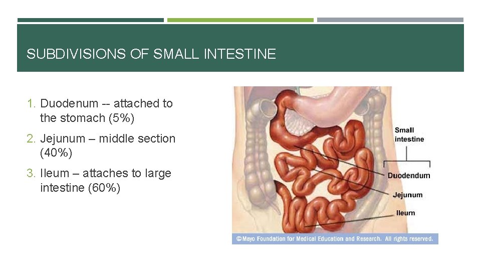 SUBDIVISIONS OF SMALL INTESTINE 1. Duodenum -- attached to the stomach (5%) 2. Jejunum