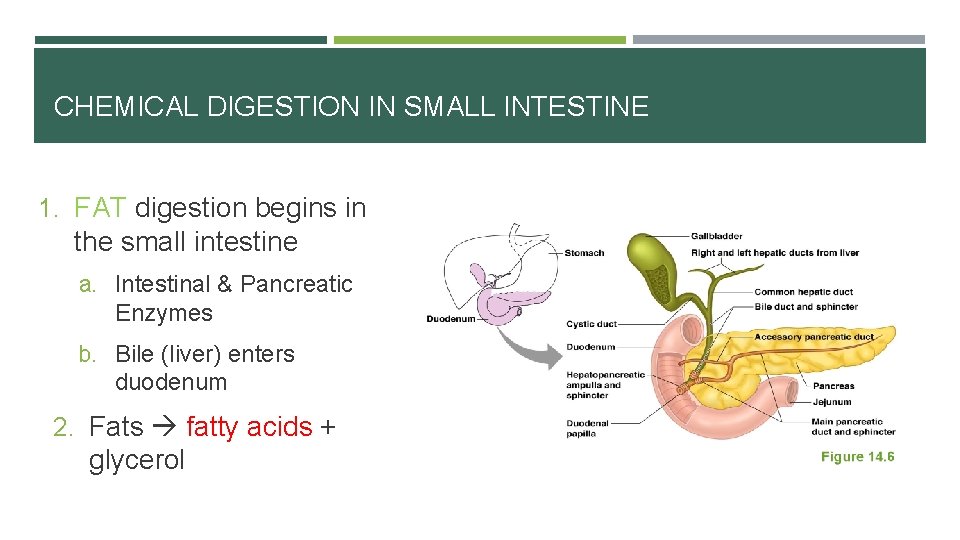 CHEMICAL DIGESTION IN SMALL INTESTINE 1. FAT digestion begins in the small intestine a.