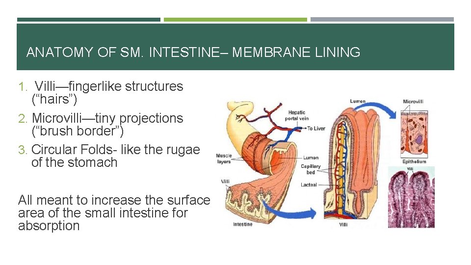 ANATOMY OF SM. INTESTINE– MEMBRANE LINING 1. Villi—fingerlike structures (“hairs”) 2. Microvilli—tiny projections (“brush