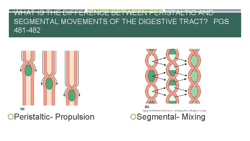 WHAT IS THE DIFFERENCE BETWEEN PERISTALTIC AND SEGMENTAL MOVEMENTS OF THE DIGESTIVE TRACT? PGS