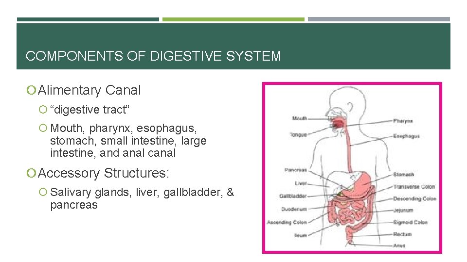 COMPONENTS OF DIGESTIVE SYSTEM Alimentary Canal “digestive tract” Mouth, pharynx, esophagus, stomach, small intestine,