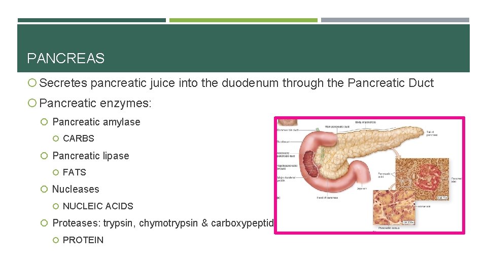 PANCREAS Secretes pancreatic juice into the duodenum through the Pancreatic Duct Pancreatic enzymes: Pancreatic