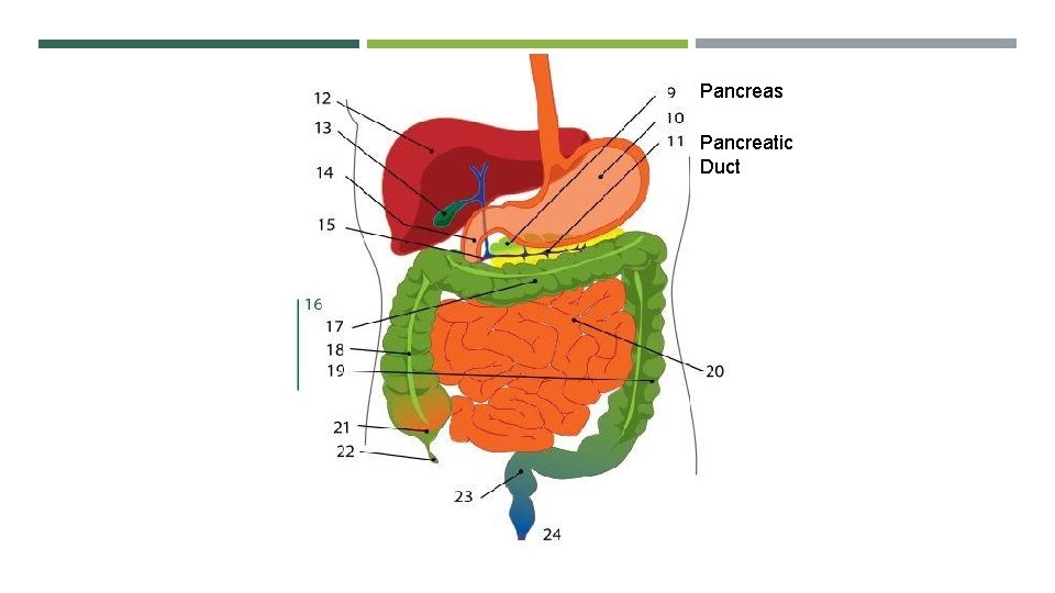 Pancreas Pancreatic Duct 