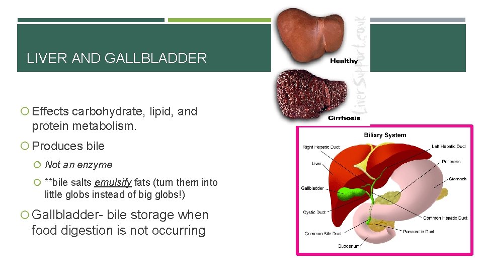 LIVER AND GALLBLADDER Effects carbohydrate, lipid, and protein metabolism. Produces bile Not an enzyme