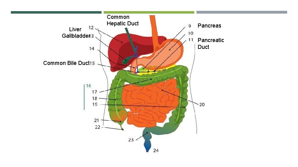 Liver Gallbladder Common Bile Duct Common Hepatic Duct Pancreas Pancreatic Duct 