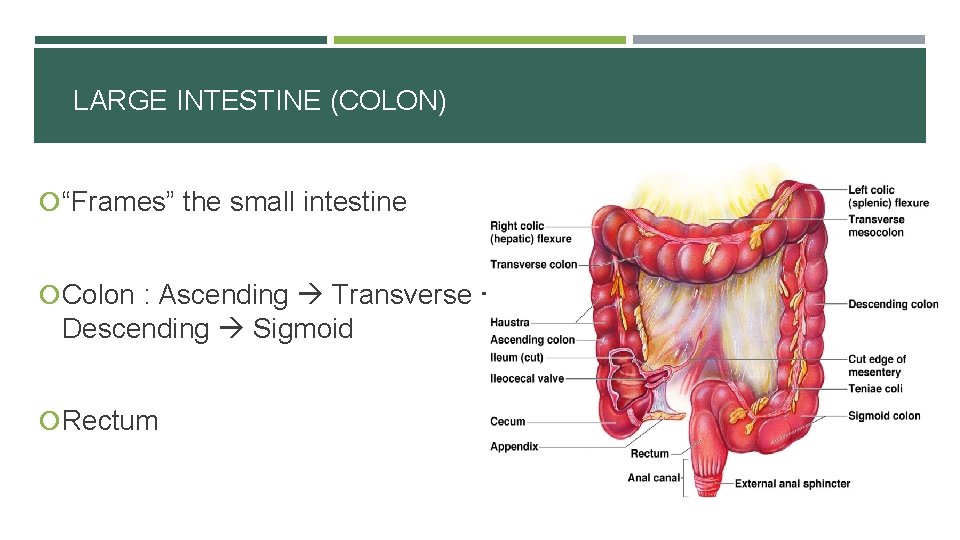LARGE INTESTINE (COLON) “Frames” the small intestine Colon : Ascending Transverse Descending Sigmoid Rectum