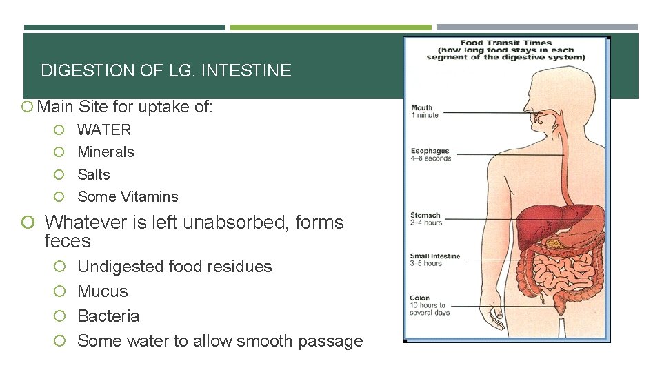 DIGESTION OF LG. INTESTINE Main Site for uptake of: WATER Minerals Salts Some Vitamins