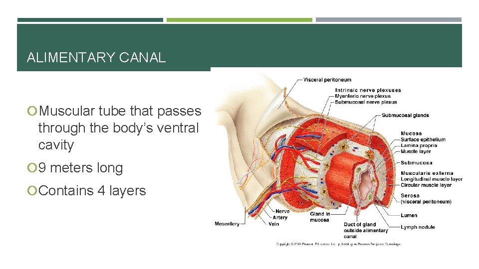 ALIMENTARY CANAL Muscular tube that passes through the body’s ventral cavity 9 meters long