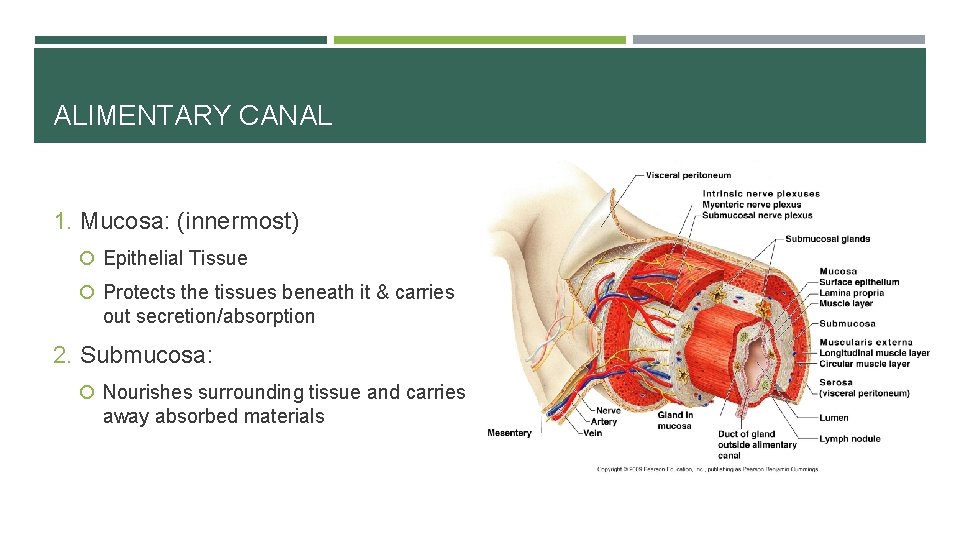 ALIMENTARY CANAL 1. Mucosa: (innermost) Epithelial Tissue Protects the tissues beneath it & carries