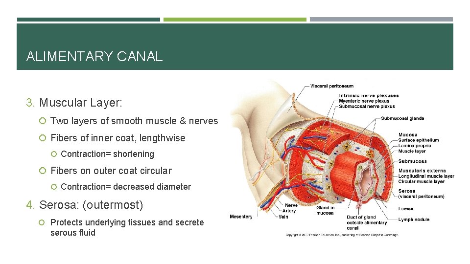 ALIMENTARY CANAL 3. Muscular Layer: Two layers of smooth muscle & nerves Fibers of