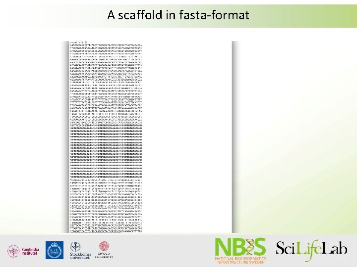 A scaffold in fasta-format 