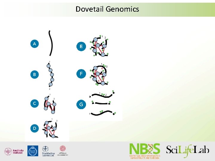 Dovetail Genomics 