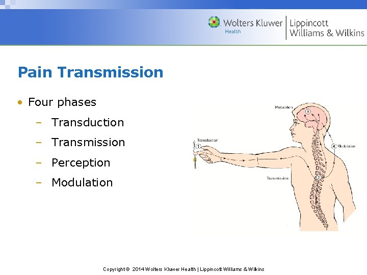 Pain Transmission • Four phases – Transduction – Transmission – Perception – Modulation Copyright