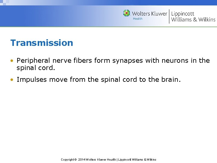 Transmission • Peripheral nerve fibers form synapses with neurons in the spinal cord. •