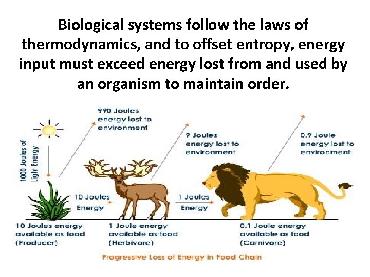 Biological systems follow the laws of thermodynamics, and to offset entropy, energy input must