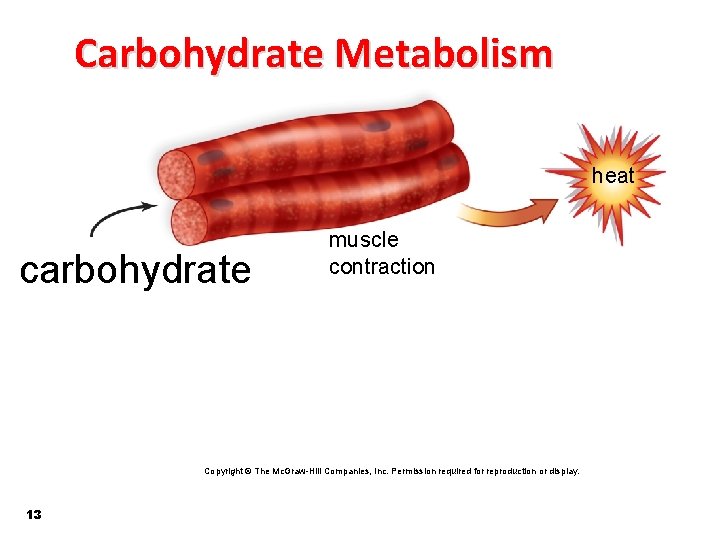 Carbohydrate Metabolism heat carbohydrate muscle contraction Copyright © The Mc. Graw-Hill Companies, Inc. Permission