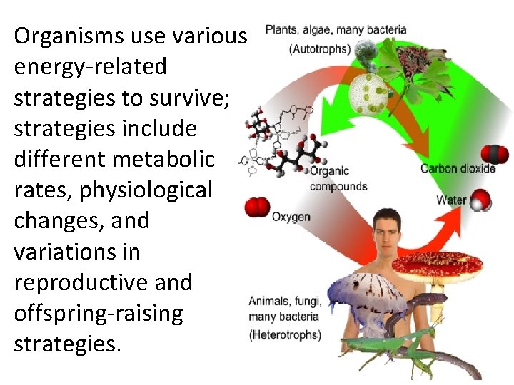 Organisms use various energy-related strategies to survive; strategies include different metabolic rates, physiological changes,