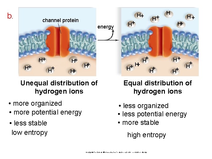 b. H+ channel protein energy H+ H+ H+ Unequal distribution of hydrogen ions •