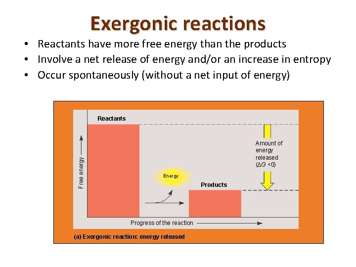 Exergonic reactions • Reactants have more free energy than the products • Involve a