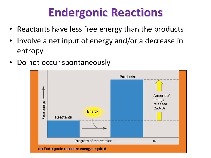 Endergonic Reactions • Reactants have less free energy than the products • Involve a