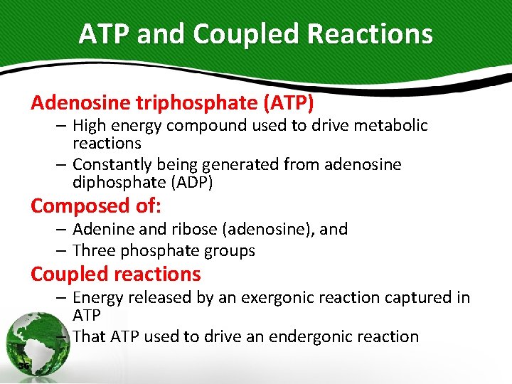 ATP and Coupled Reactions Adenosine triphosphate (ATP) – High energy compound used to drive