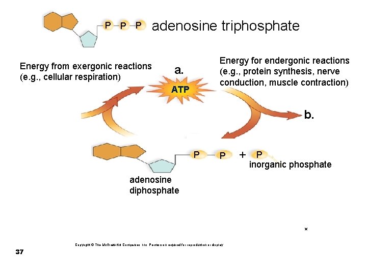 P P P adenosine triphosphate Energy from exergonic reactions (e. g. , cellular respiration)