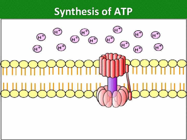 Synthesis of ATP 