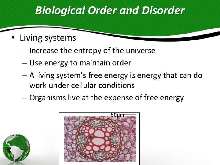 Biological Order and Disorder • Living systems – Increase the entropy of the universe