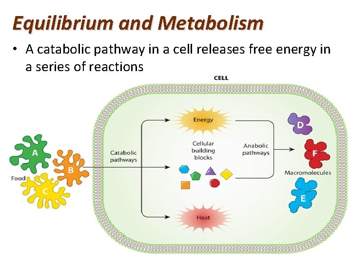 Equilibrium and Metabolism • A catabolic pathway in a cell releases free energy in