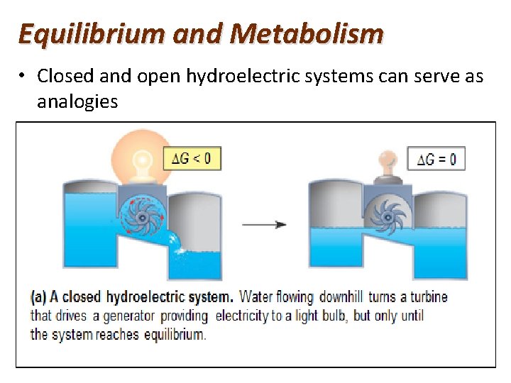 Equilibrium and Metabolism • Closed and open hydroelectric systems can serve as analogies 