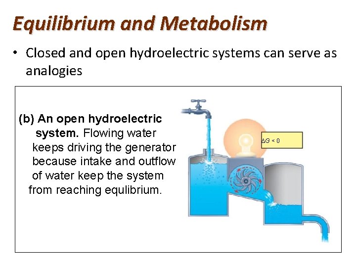 Equilibrium and Metabolism • Closed and open hydroelectric systems can serve as analogies (b)