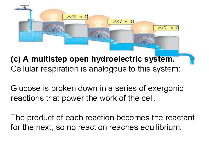 (c) A multistep open hydroelectric system. Cellular respiration is analogous to this system: Glucose