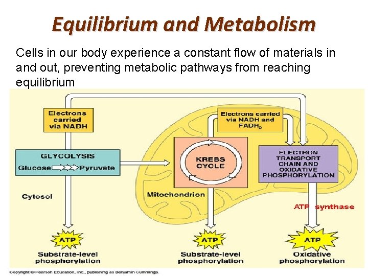 Equilibrium and Metabolism Cells in our body experience a constant flow of materials in