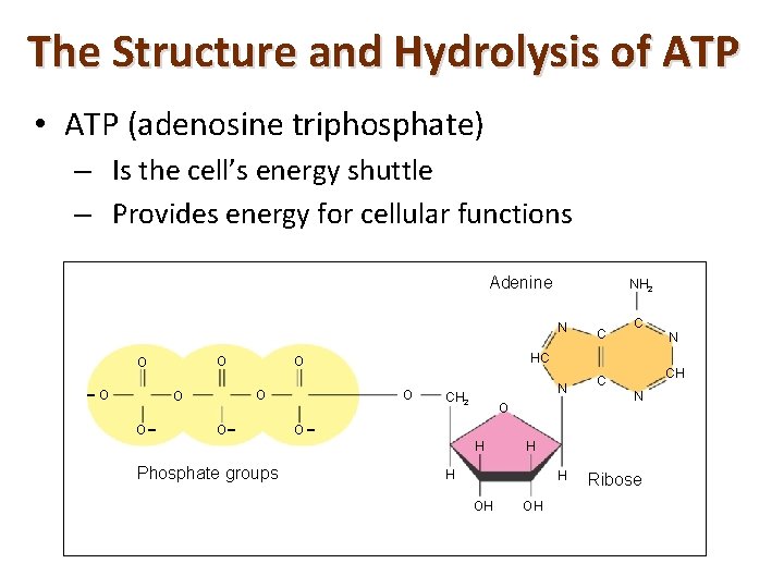 The Structure and Hydrolysis of ATP • ATP (adenosine triphosphate) – Is the cell’s