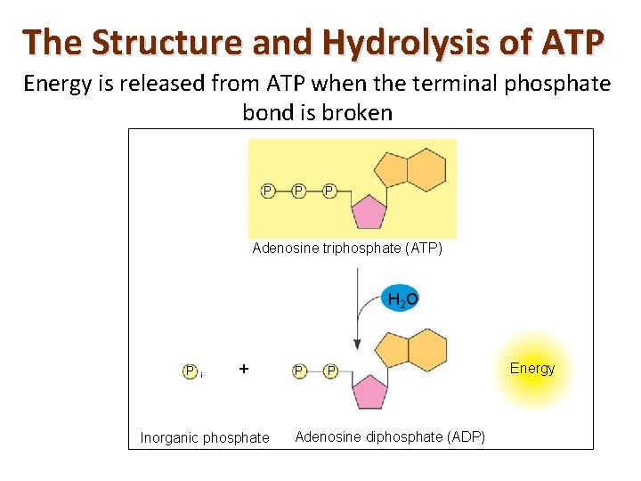 The Structure and Hydrolysis of ATP Energy is released from ATP when the terminal