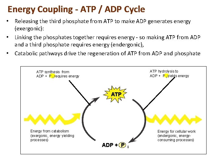 Energy Coupling - ATP / ADP Cycle • Releasing the third phosphate from ATP