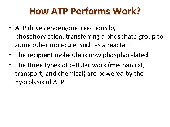 How ATP Performs Work? • ATP drives endergonic reactions by phosphorylation, transferring a phosphate