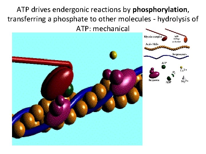 ATP drives endergonic reactions by phosphorylation, transferring a phosphate to other molecules - hydrolysis