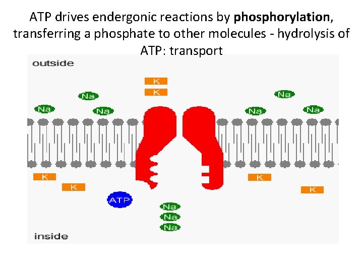 ATP drives endergonic reactions by phosphorylation, transferring a phosphate to other molecules - hydrolysis