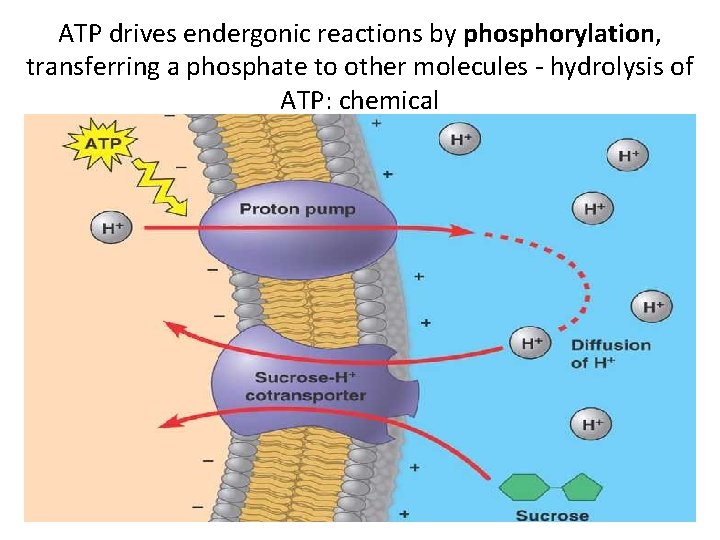 ATP drives endergonic reactions by phosphorylation, transferring a phosphate to other molecules - hydrolysis