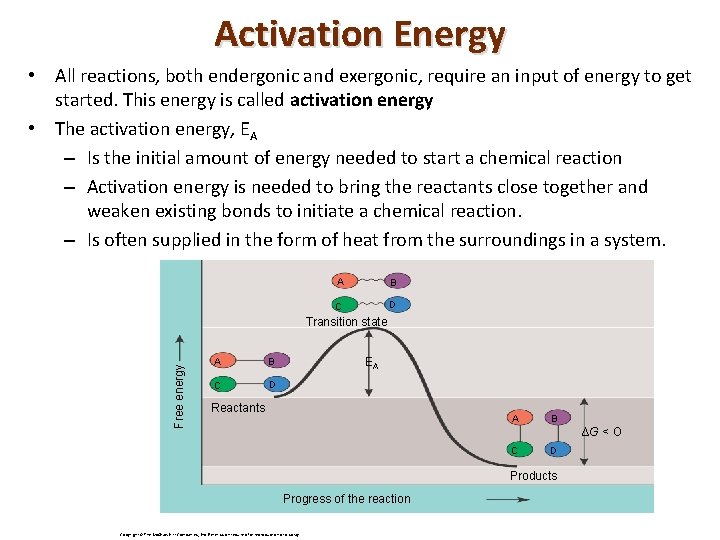 Activation Energy • All reactions, both endergonic and exergonic, require an input of energy