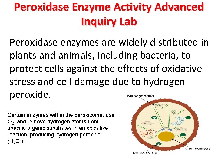 Peroxidase Enzyme Activity Advanced Inquiry Lab Peroxidase enzymes are widely distributed in plants and