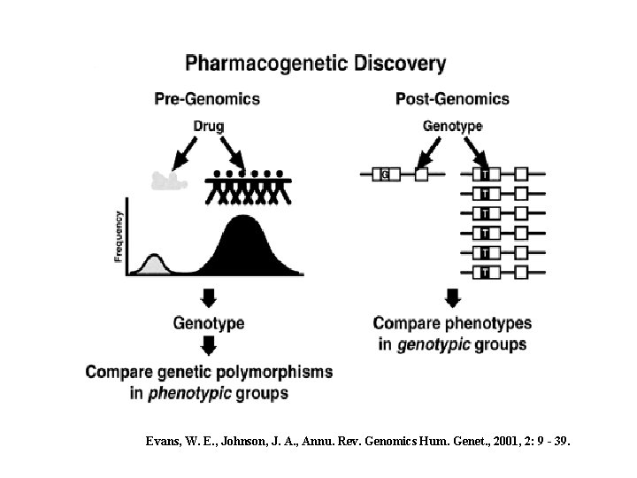 Evans, W. E. , Johnson, J. A. , Annu. Rev. Genomics Hum. Genet. ,